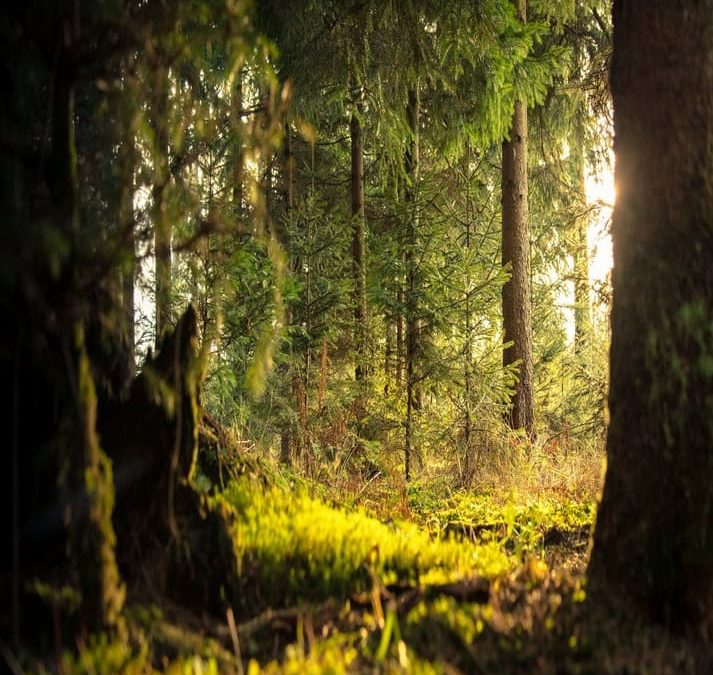 Journée internationale des forêts 2020