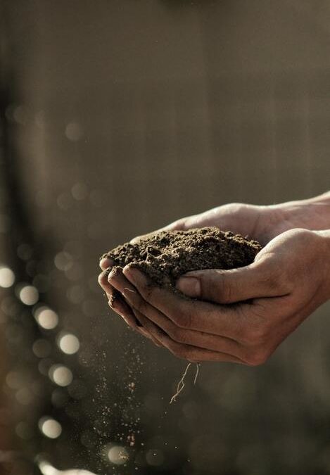 Reconnaître un bon compost prêt à l’emploi