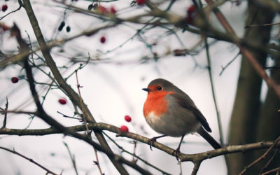 Pourquoi et comment aider les oiseaux en hiver ?