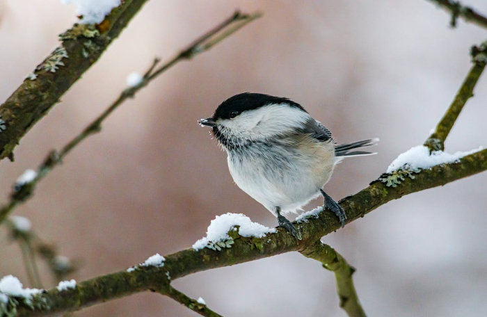 aider les oiseaux en hiver